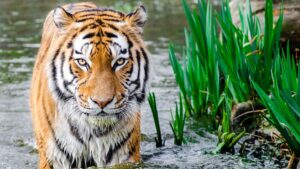 Lorem ipsum dolor sit amet consectetur